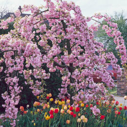 Cherry, Weeping Oriental 'Kiku-shidare-sakura'